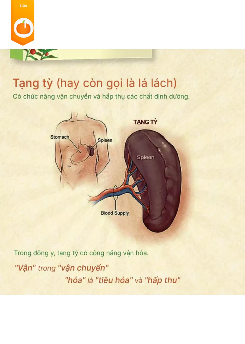 Phụ nữ tỳ hư rất mau già Bido - Tiệm Sách Việt tại Australia
